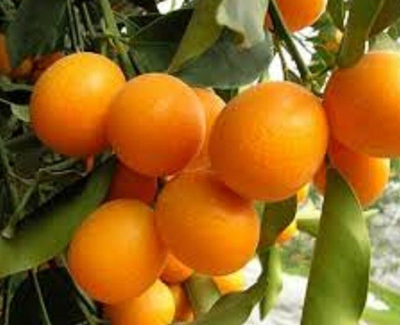 ต้นส้ม คัมควอท Kumquat ส้มกินทั้งเปลือก สูง 40-50 ซ.ม. ส้มกิมจ๊อ