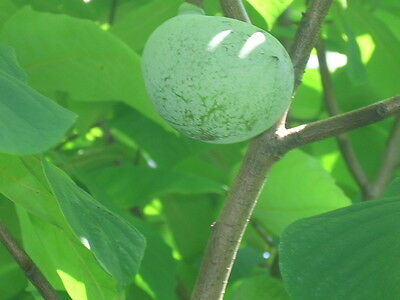 พอว์ พอว์ (Pawpaw) / 5 เม็ด (USA)
