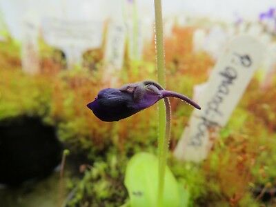 พิงกุย (Pinguicula) สีม่วง / 5 เม็ด (Hungary)