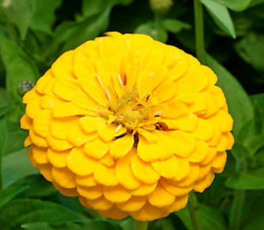 บานชื่นสีเหลืองทอง (Golden yellow zinnia) / 40 เม็ด (UK)