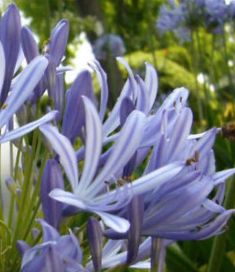 คลิเวีย (Clivia) ม่วง / 5 เม็ด