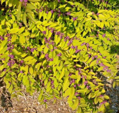 อเมริกันบิวตี้เบอรี่ (America Beauty Berry) / 10 เม็ด (USA)