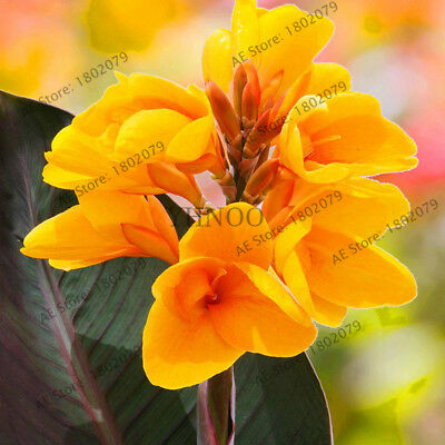 พุทธรักษา (Canna Lily) คละสี / 10 เม็ด (ไทย)