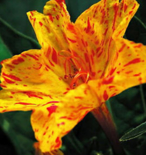 บานเย็น (Mirabilis Jalapa) สีด่าง คละ / ซอง 20 เม็ด (A251)
