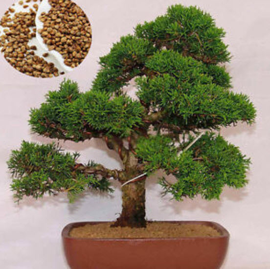 สนขาวญี่ปุ่น (Japanese White Pine) / 20 เม็ด