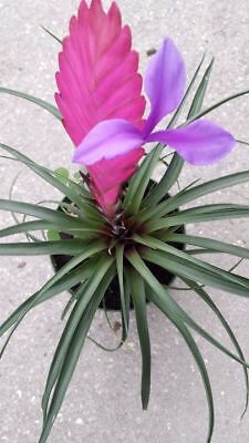 ทิลแลนด์เซีย (Tillandsia Cyanea) สีชมพู / 10 เม็ด