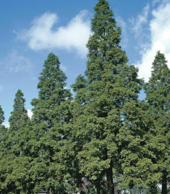 สนเรดวูด (Redwood Dawn / Metasequoia glyptostroboides) / 100 เม็ด (Portugal)*