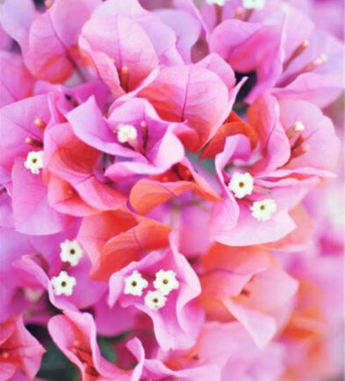 เฟื่องฟ้า สีชมพู / 50 เม็ด (นอก)