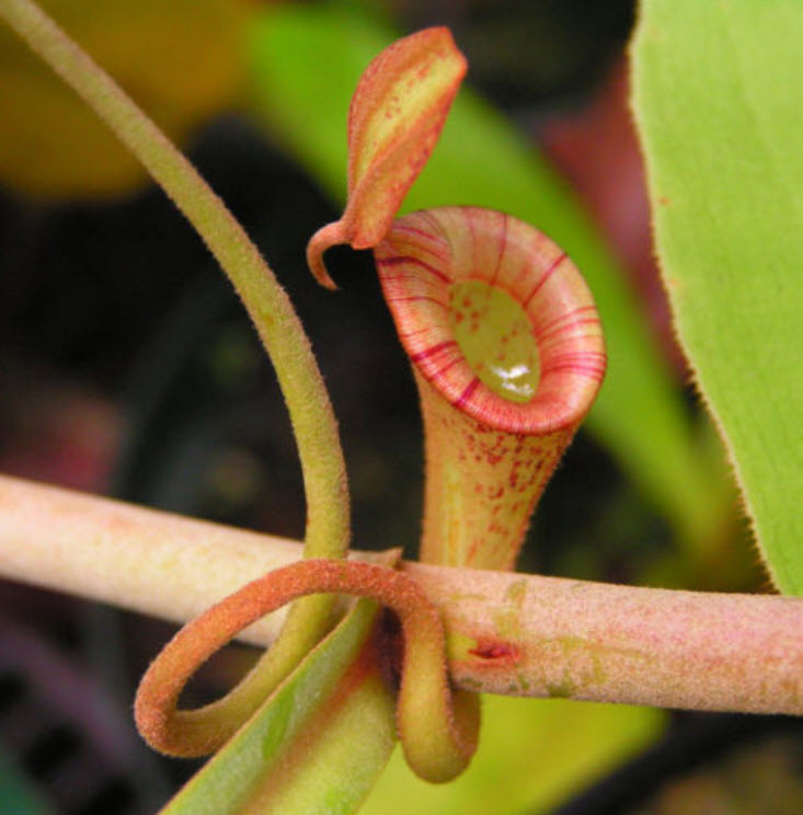 หม้อข้าวหม้อแกงลิง (Nepenthes) หม้อใหญ่ / 50 เม็ด