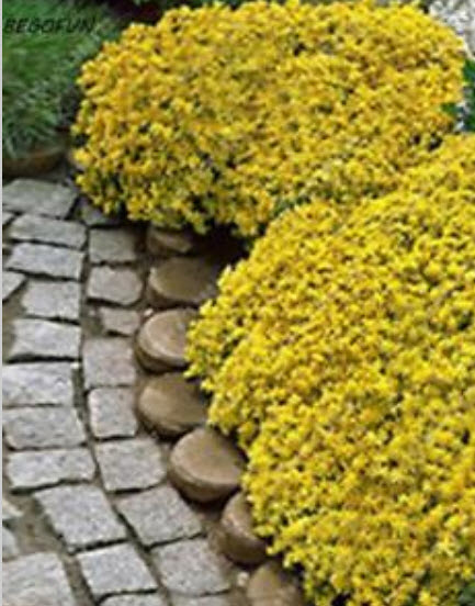 ร็อคคริส (Rock Cress) สีเหลือง / 50 เม็ด