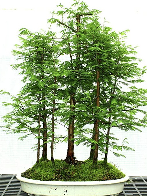 เรดวู๊ด บอนไซ (Dawn Redwood Bonsai) / 5 เม็ด (UK)*