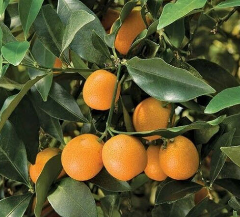 ต้นส้ม คัมควอท Kumquat ส้มกินทั้งเปลือก สูง 40-50 ซ.ม. ส้มกิมจ๊อ