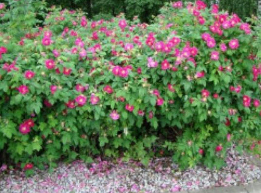 กุหลาบญี่ปุ่น (Rugosa Rose) / 20 เม็ด (Russia)