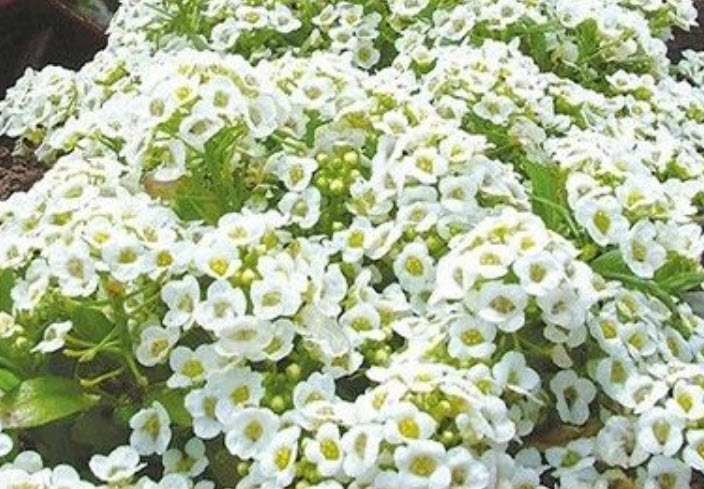 อลิสซั่ม (Alyssum / Carpet of Snow) สีขาว / 2,000 เม็ด (Australia)*