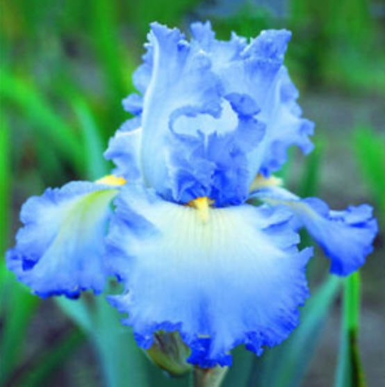 ไอริส (Bearded Iris) คละ / 50 เม็ด