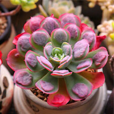 เอชชิวาเรีย - เรนดร็อป (Echeveria Raindrops) / 50 เม็ด