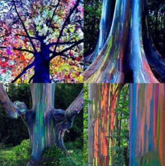 ยูคาลิปตัสแฟนซีฮาวาย (Hawaii Rainbow Eucalyptus) / 100 เม็ด