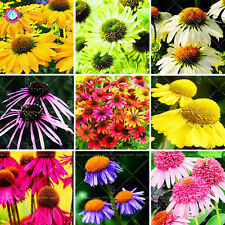 เอ็กไคนาเซีย (Echinacea purpurea) คละ / 50 เม็ด