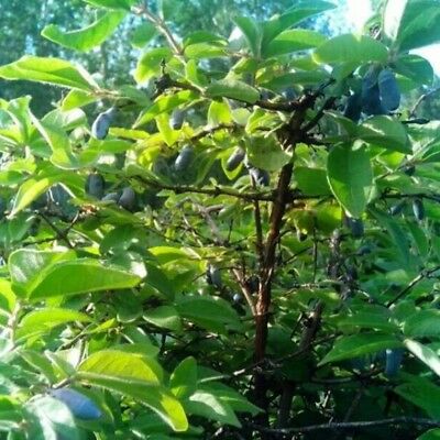 ฮันนี่เบอรี่ หรือแฮสแคป (Honeyberry / Haskap) / 200 เม็ด