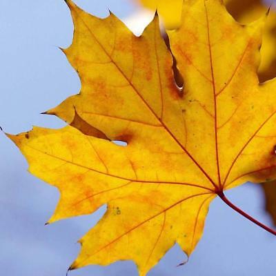 เมเปิ้ล Sugar Maple Syrup หรือ Rock Maple เหลือง / 25 เม็ด