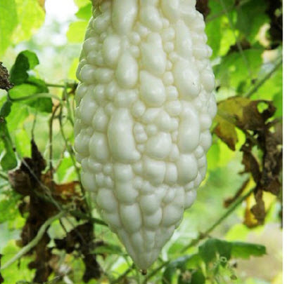มะระขาวจีน (White Balsam pear) / ซอง 10 เม็ด (C105)