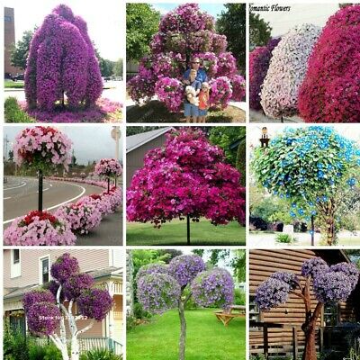 พิทูเนีย (Hanging Petunia) ซ้อน คละ / 200 เม็ด