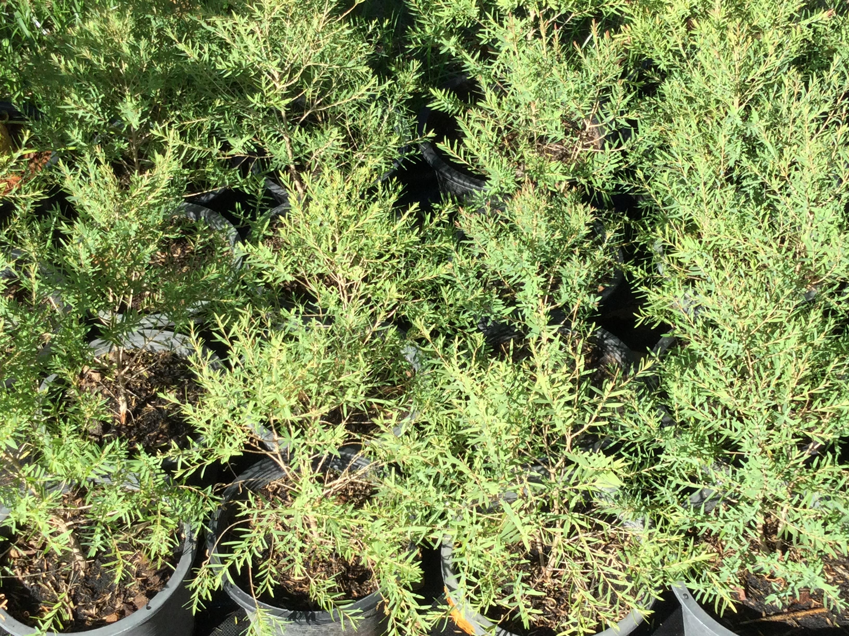 ต้นสนหอม หรือยูคาแคระ กระถาง 8 นิ้ว / ต้น