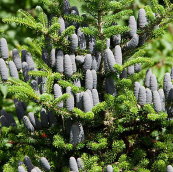 สนเกาหลี (Abies koreana) สีม่วง / 25 เม็ด (China)*