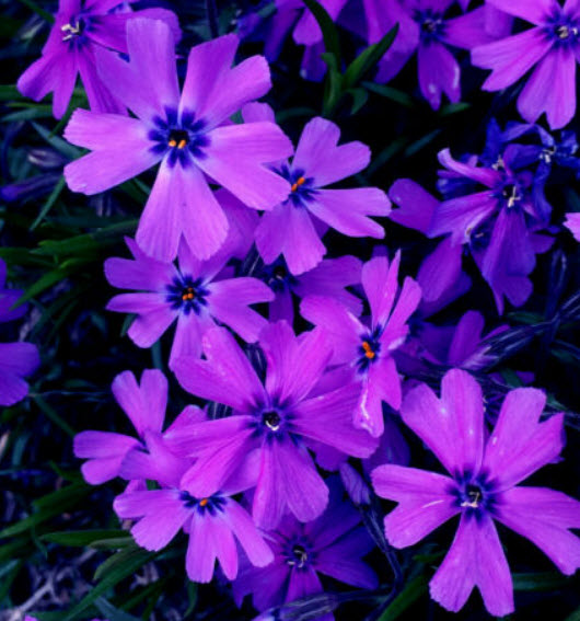 มอสฟล็อกซ์ หรือชิบะซากุระ (Moss Phlox / Shibazakura) / 10 เม็ด (USA)
