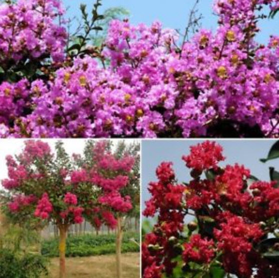 เมล็ดยี่เข่ง คละสี / 100 เม็ด (นอก)