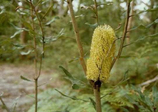 แบงเซียใบเฟิร์น (Fern Leaf Banksia) / 5 เม็ด (Australia)