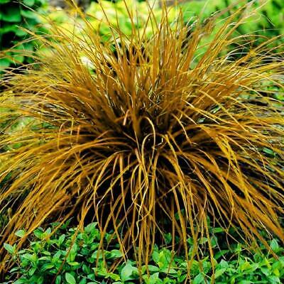 หญ้าสับปะรด (Pineapple grass) สีเหลือง / 100 เม็ด