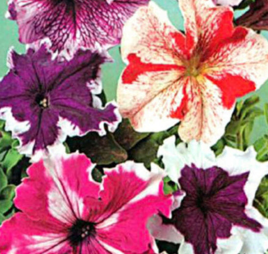 พิทูเนีย ซูเปอร์บิสซิมา (Petunia Superbissima) / 1,000 เม็ด (UK)