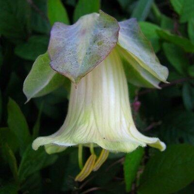 แคทเธอดรัล เบลล์ (Cathedral Bells) สีขาว / 8 เม็ด (Ukraine)