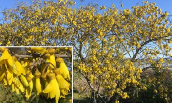 ลิลลี่ภูเขา (Kowhai Flower) / 5 เม็ด (NZ)
