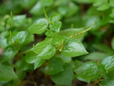 ต้นกระสัง (Krasang) กระถาง 6 นิ้ว