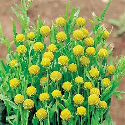 สนีซหวีดสับปะรด (Pineapple Sneezeweed / Helinium) / 400 เม็ด (Ukraine)