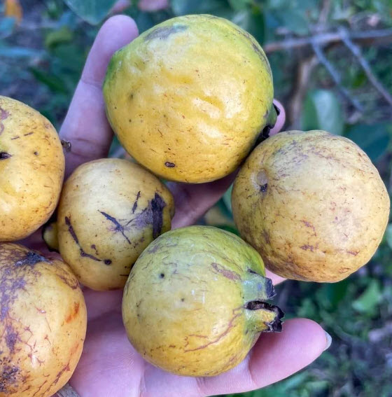 ต้นฝรั่งสตอเบอรี่เหลือง ต้นเพาะเมล็ด สูง 15-35 ซ.ม.