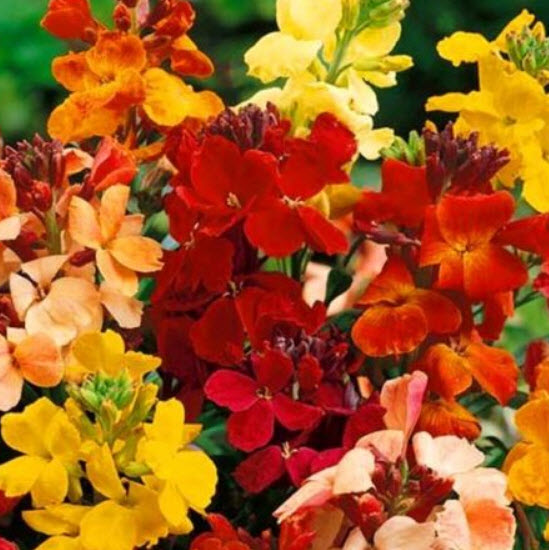 วอลฟลาวเวอร์ - มายแฟร์เลดี้ (Wallflower - My Fair Lady) / 300 เม็ด (UK)*