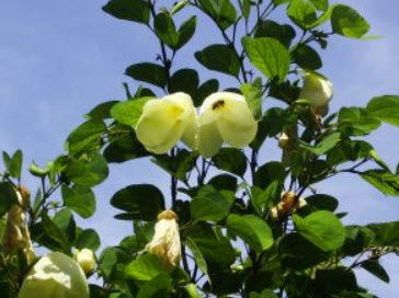 พญากาหลง (Yellow Orchid tree) / 10 เม็ด