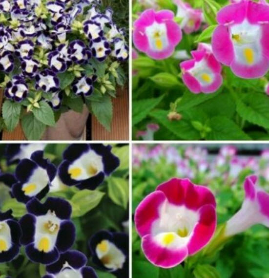 แววมยุรา (Torenia) คละ / 100 เม็ด