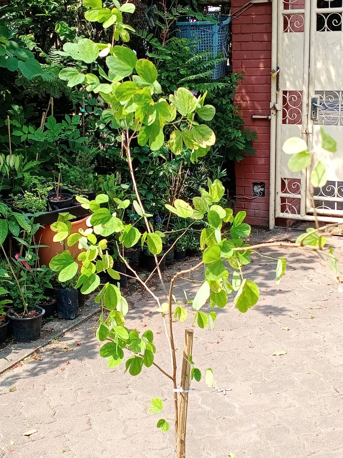 ต้นโยทะกา หรือชงโคเหลือง ต้นใหญ่ สูง 150-170 ซ.ม. หายาก