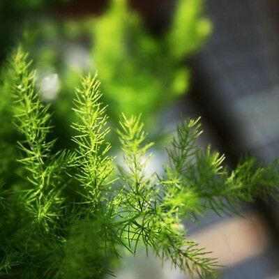 โปร่งฟ้า (Setose Asparagus) / 50 เม็ด (นอก)