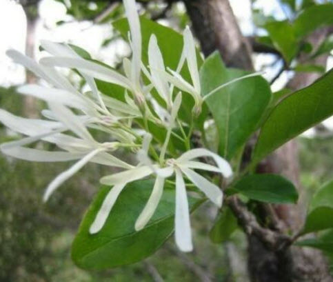 ฟริงก์ หรือไวท์ ฟริงก์ (Fringe tree) / 5 เม็ด (USA) หายากมาก