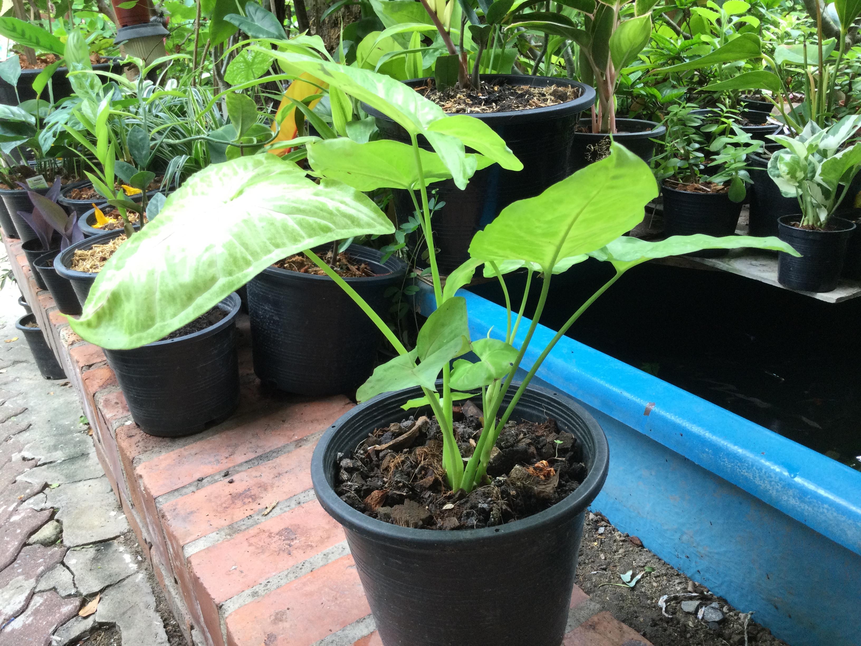 ต้นออมทอง กระถาง 8 นิ้ว (L)