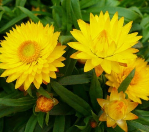 ดอกกระดาษ หรือสตรอ ฟลาวเวอร์ (Straw flower) เหลือง / 900 เม็ด (UK)