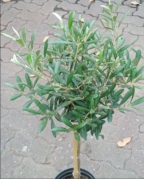 ต้นมะกอก มะกอกโอลีฟ พันธุ์ Leccino จากอิตาลี ไซส์ใหญ่ ทรงพุ่ม สูง 80-100 ซ.ม.