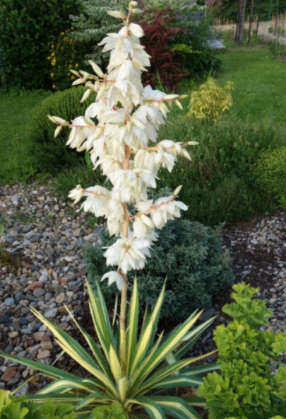 ยุคค่า หรือยัคคา (Yucca) สีขาว / 10 เม็ด+