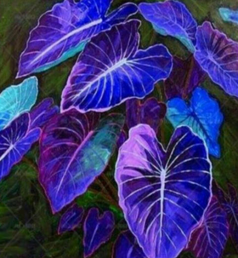 บอนสี สีน้ำเงิน (Blue Caladium) / 300 เม็ด (China) หายาก