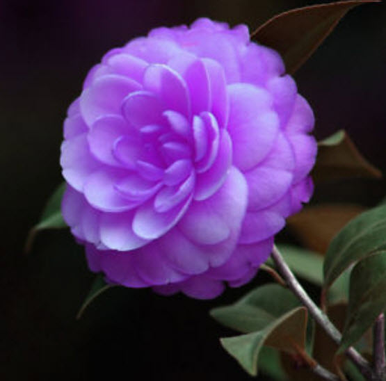 คามิเลีย (Camellia) สีม่วง / 5 เม็ด (นอก)